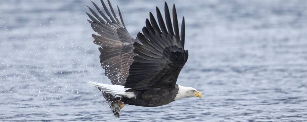 Bald Eagle scoops meal from Lake Coeur d'Alene