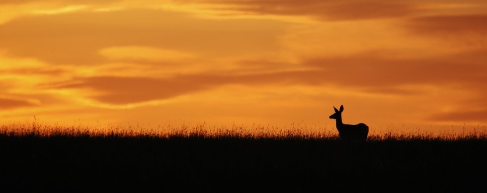 A deer at home on the range at sunset in eastern Montana