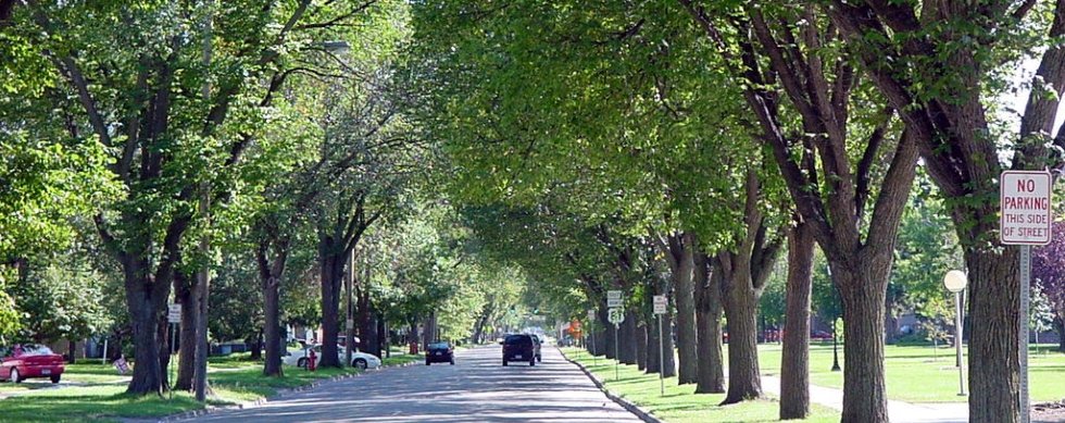Beautiful Elm trees along University Avenue