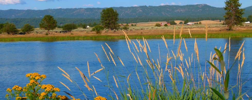 Wildflowers and grasses along Lake Cascade