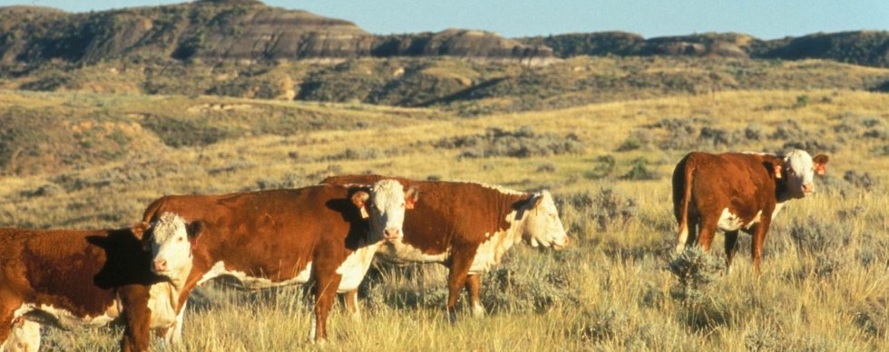 Hereford cattle at Fort Keogh near Miles City