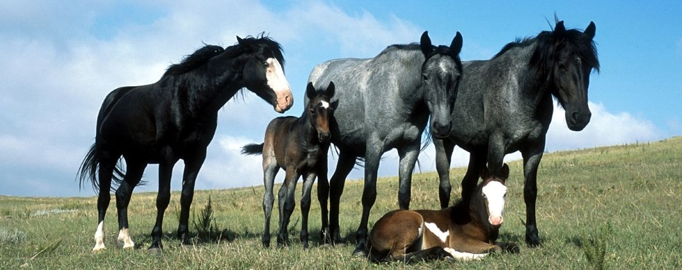 A Nokota stallion with two mares and foals