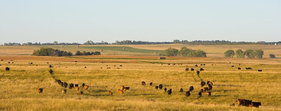 The native grasslands of North Dakota