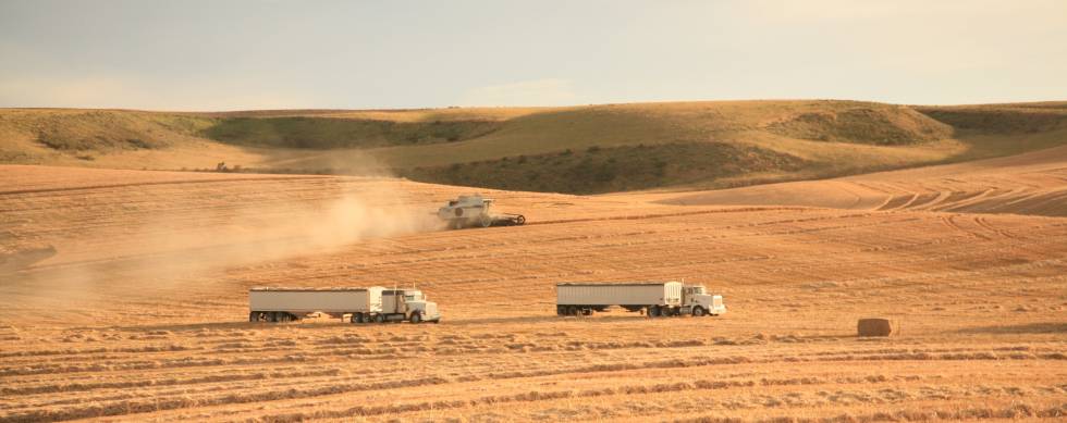 Wheat harvest in Idaho