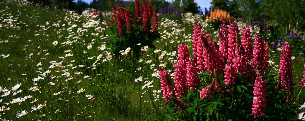 Wild foxglove in high mountain meadow of Idaho