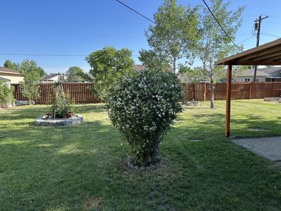 Back Yard